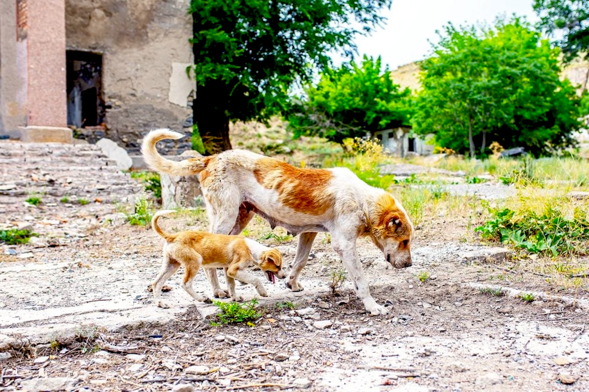 Dogs in Chernobyl