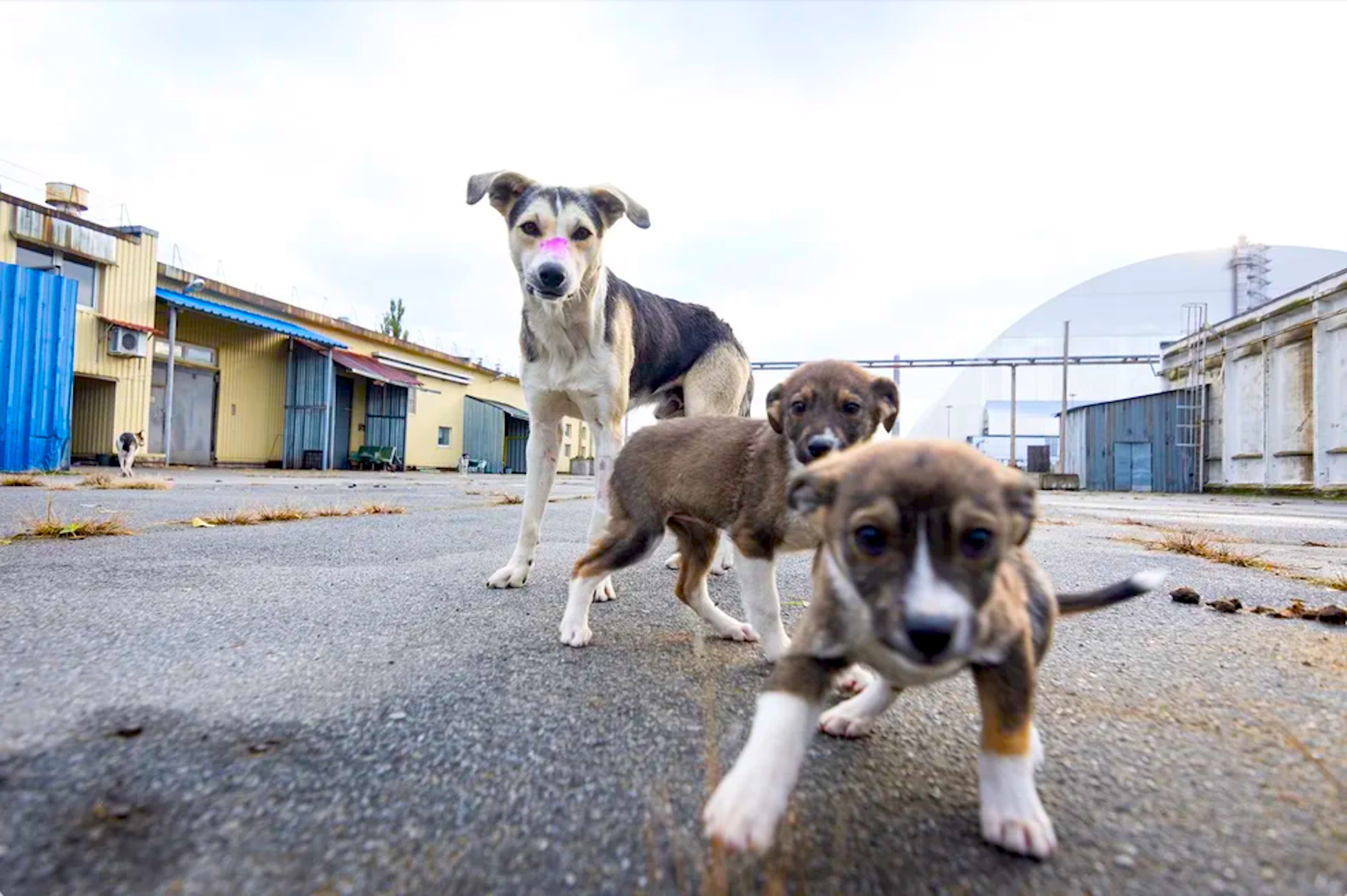 Puppies in Chernobyl