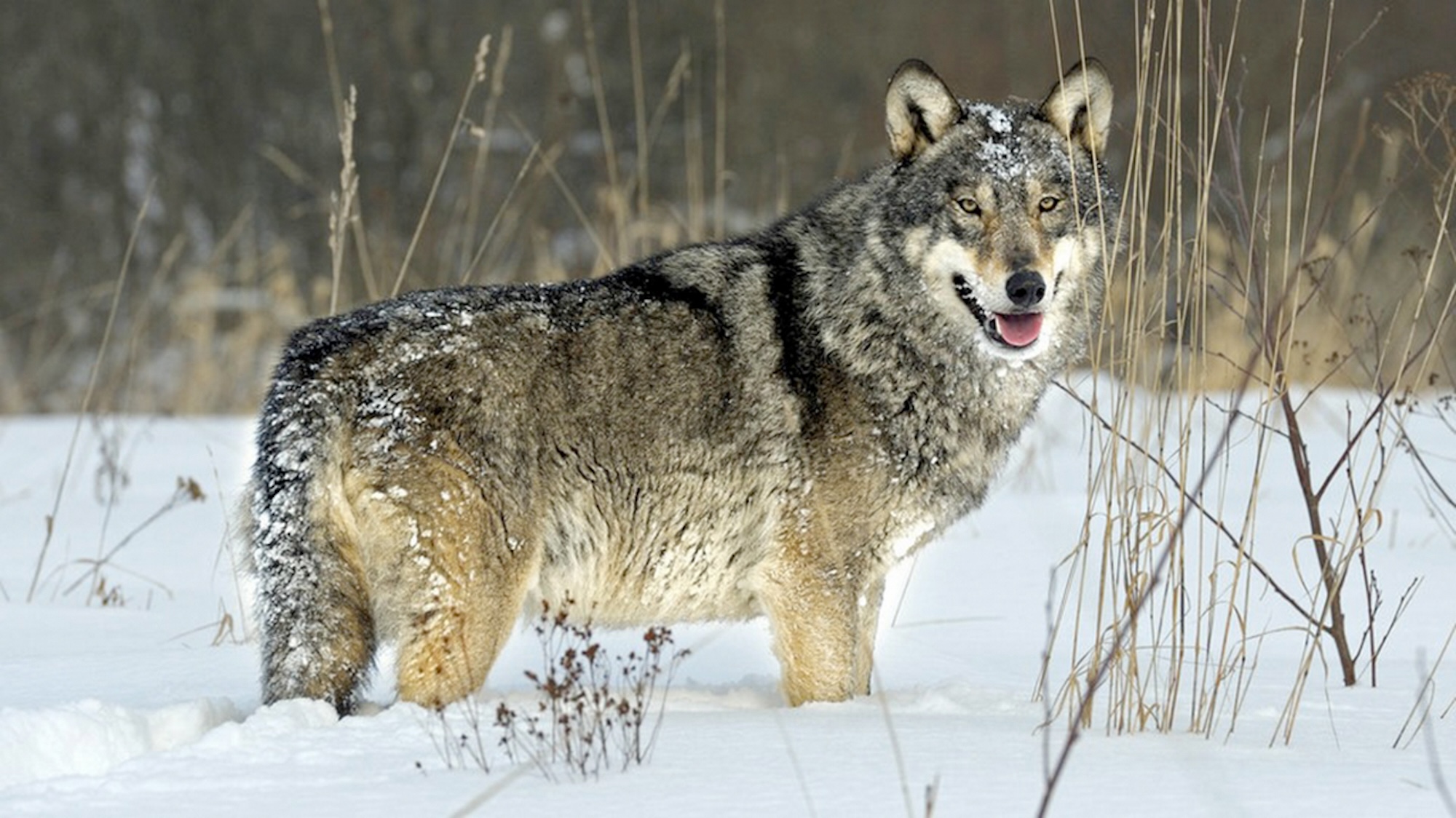 Chernobyl wolf in snow