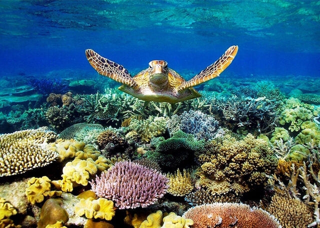 A turtle glides over a colorful reef.